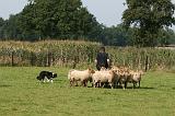 BORDER COLLIE - MOUTONS 020